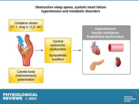 Carotid body chemoreceptors: physiology, pathology, and implications ...