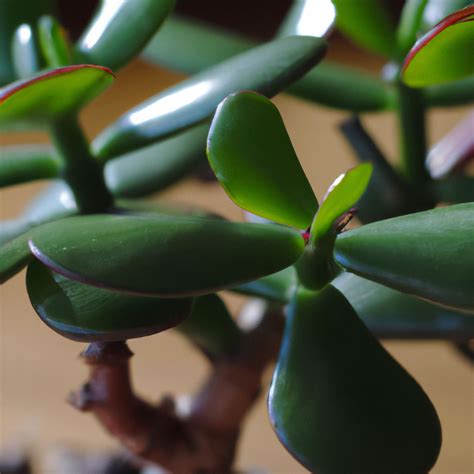 How Do You Propagate a Jade Plant - AllotInABox