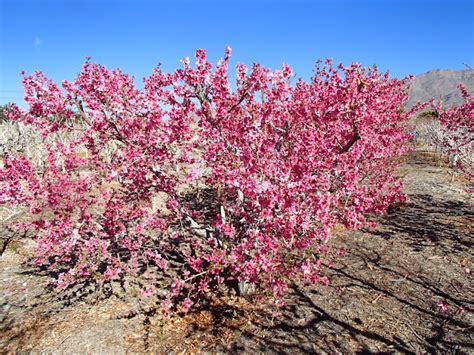 Xtremehorticulture of the Desert: How Late Can You Fertilize Nectarine Tree?