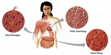 Struktur dan Fungsi Otot pada Manusia | Mikirbae