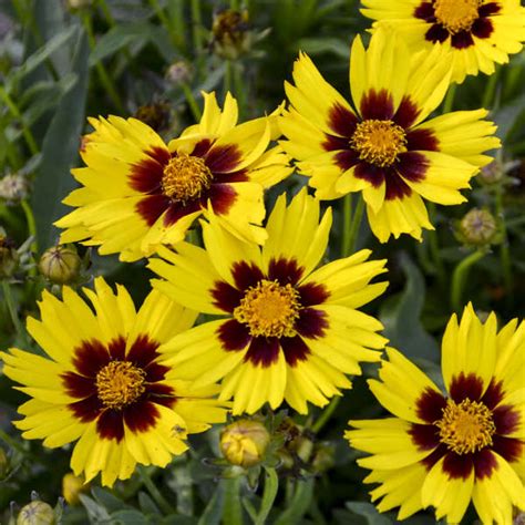 Coreopsis grandiflora 'SunKiss' | Perennial Resource