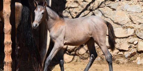 What Is Smokey Black? All About Black Horses With The Influence Of A Creme Gene – Insider Horse ...