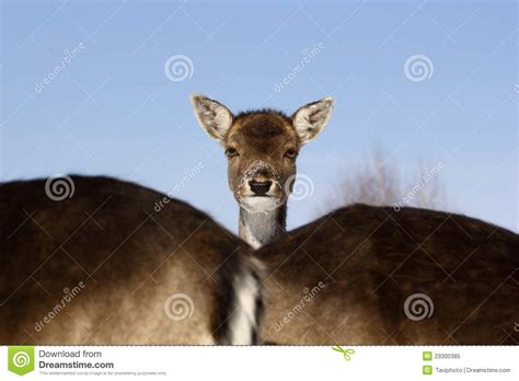 Fallow deer baby stock image. Image of wilderness, snow - 23300385