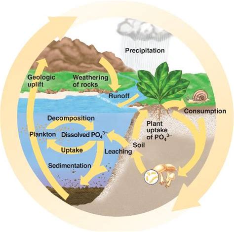 Reservoirs, Sinks, and Sources - Phosphorus cycle