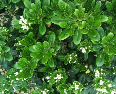 Pittosporum tobira - Palma Verde Exoten V.O.F.