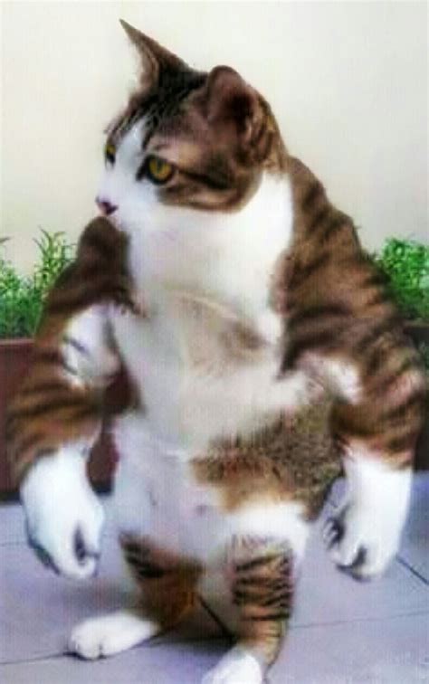 Muscular Cat