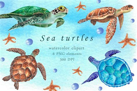 Watercolor sea turtles clipart (1358128)