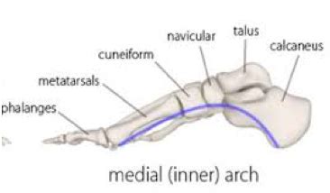 The Medial Longitudinal Arch Of The Foot - The Islander Magazine