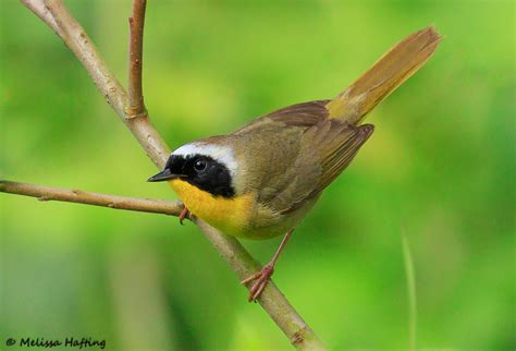 Photographing The Difficult Common Yellowthroat