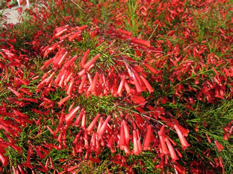 Ignite Gardens With Newest Texas Superstar – The Firecracker Plant ...