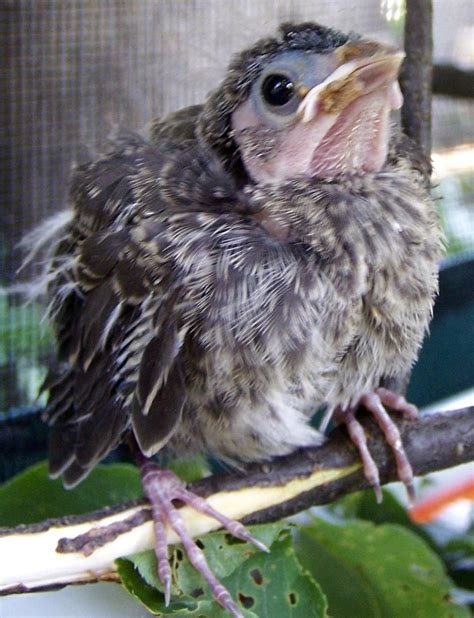 Brown-headed Cowbird