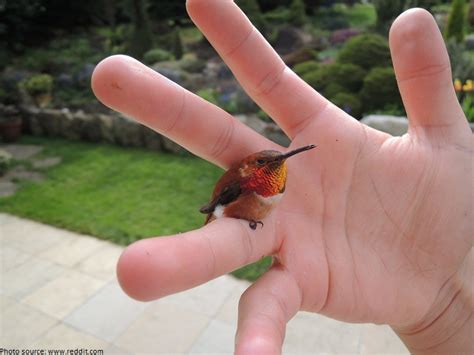 Interesting facts about hummingbirds | Just Fun Facts