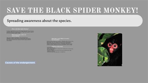 Endangered Specie- Black Spider Monkey by Esmeralda Galvan on Prezi