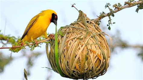 15 Most Amazing Nests In The Animal World! - YouTube