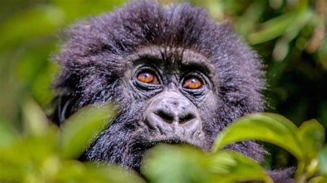 Trekking Gorilla in Volcanoes National Park in Rwanda