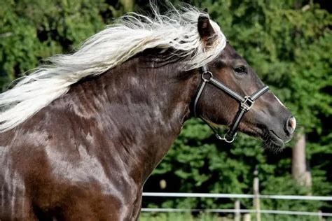 8 Interesting Facts About The Endangered Black Forest Horse of Germany