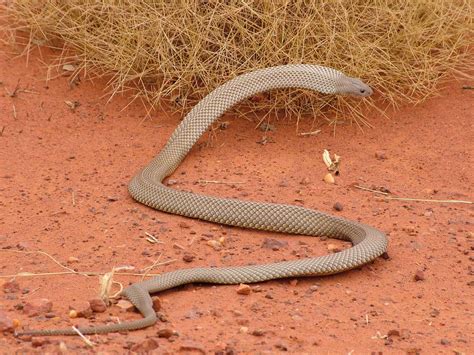 Outback Snack: Deadly Snakes in Australia