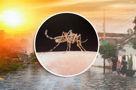 Climate change leads to growing risk of mosquito-borne viral diseases ...