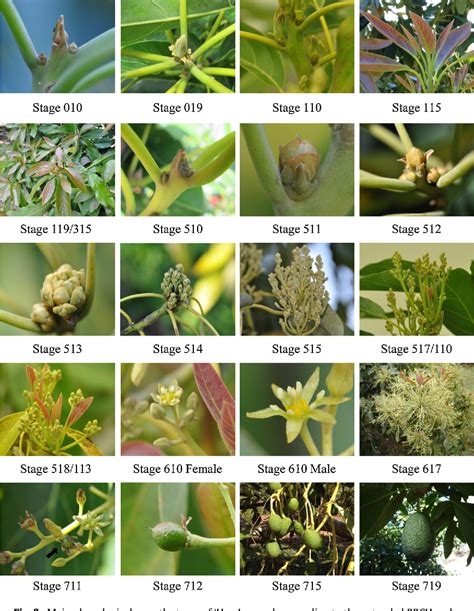 Figure 3 from henological growth stages of avocado ( Persea americana ) according o the BBCH ...