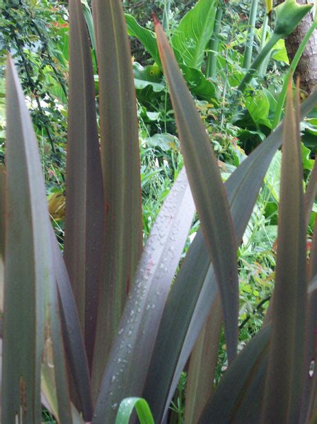 NZ Flax Plant Free Stock Photo - Public Domain Pictures