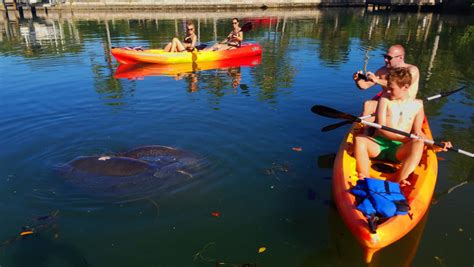 What Happens When You Kayak Through the Mangroves | Peppertree Bay