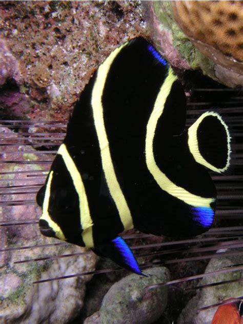 Juvenile French angelfish (Pomacanthus paru)- I don't have my salt water tank anymore so this ...