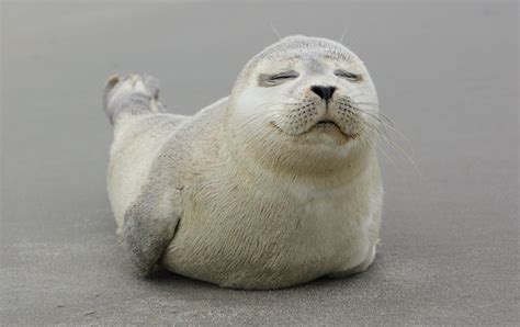 Seal Meaning & Symbolism & the Sea Lion Spirit Animal | UniGuide