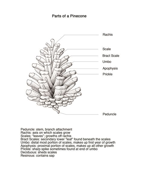 Diagram Of A Pine Cone