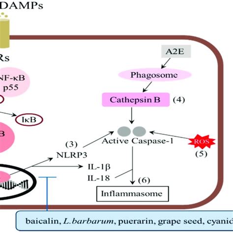 Ongoing clinical trials for early (dry) AMD drugs. | Download Scientific Diagram