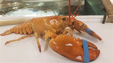 Toms River Stop and Shop trying to rehome rare orange lobster - ABC7 New York