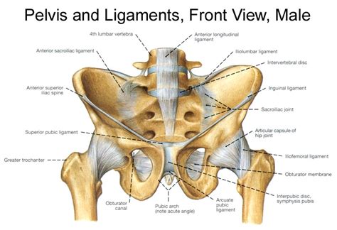 Joint:Pelvis:Pubic symphysis | RANZCRPart1 Wiki | Fandom