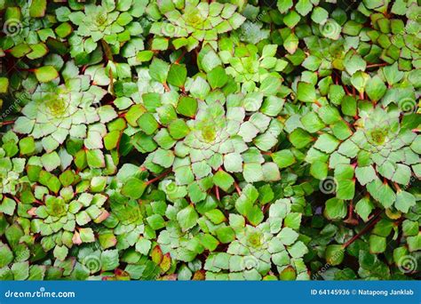 Azolla Plant That Thrives In Watering Pots Royalty-Free Stock Photo | CartoonDealer.com #266459817