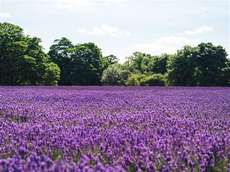 Pemandangan Bunga Lavender - Gambar Viral HD