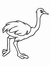 Free Printable Ostrich Coloring Pages For Kids sketch template