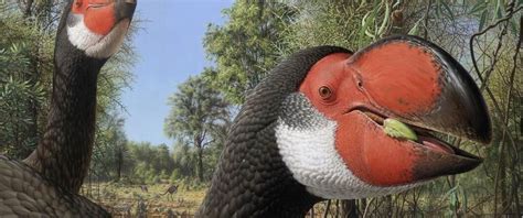 Giant fossil flightless bird had an enormous body but was still 'bird-brained'