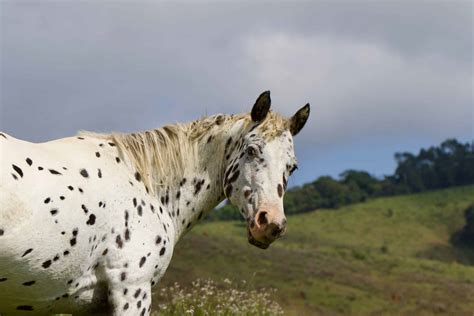 7 Horse Breeds With Spotted Coats