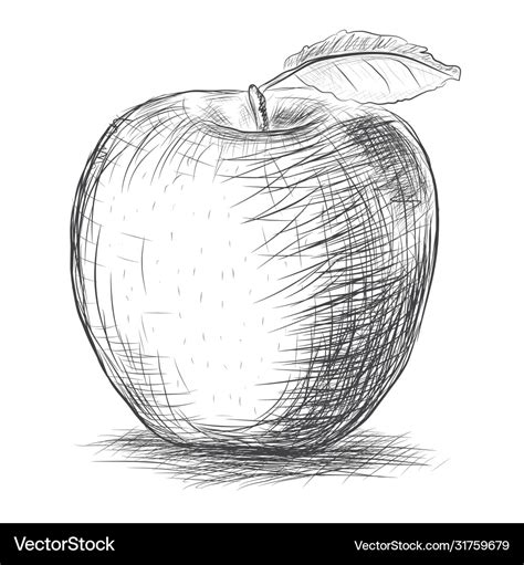 Sketch apple Royalty Free Vector Image - VectorStock