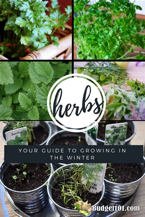 Growing Herbs During Winter Made Easy | Winter vegetables gardening, Growing herbs, Growing ...