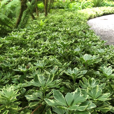 Pachysandra terminalis 'Silver Edge' - Japanese Spurge (3.5" Pot ...