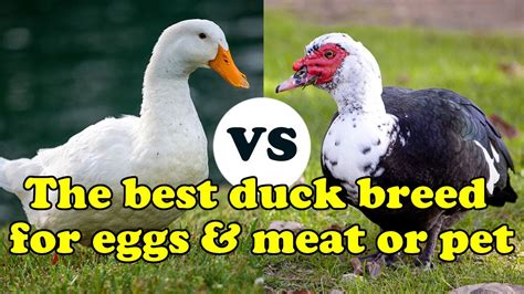 Muscovy Duck Eggs Vs Chicken Eggs - Dengan Santai