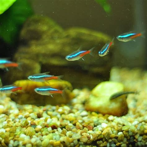 Schooling Fish Freshwater : Stocking Your Tank With Schooling Fish Ratemyfishtank Com ...