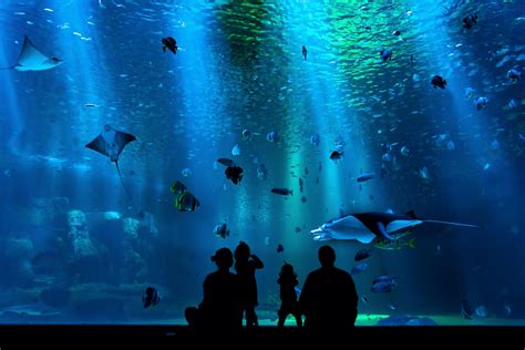 Aquariums Near Me | Discover Aquatic Facilities Around the World