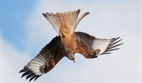 Red Kite Bird - Facts, Information & Pictures