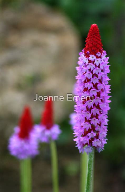 "Purple and red flowers - Kew Gardens" by Joanne Emery | Redbubble