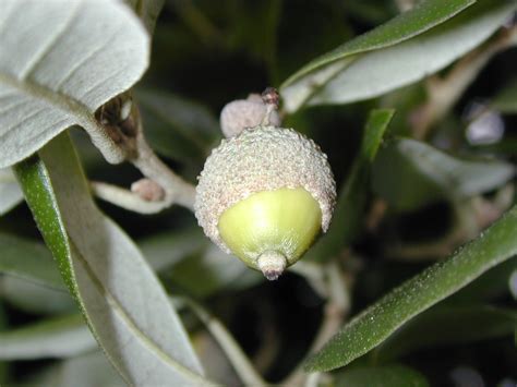 Trees of Santa Cruz County: Quercus ilex - Holly Oak