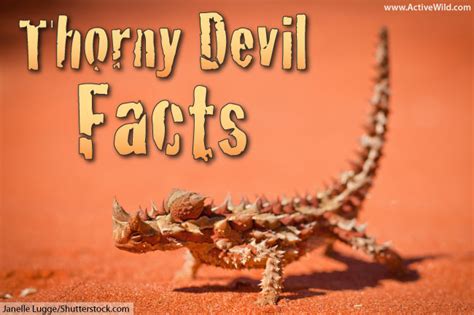 Thorny Devil Facts, Pictures, Information & Video For Kids And Adults