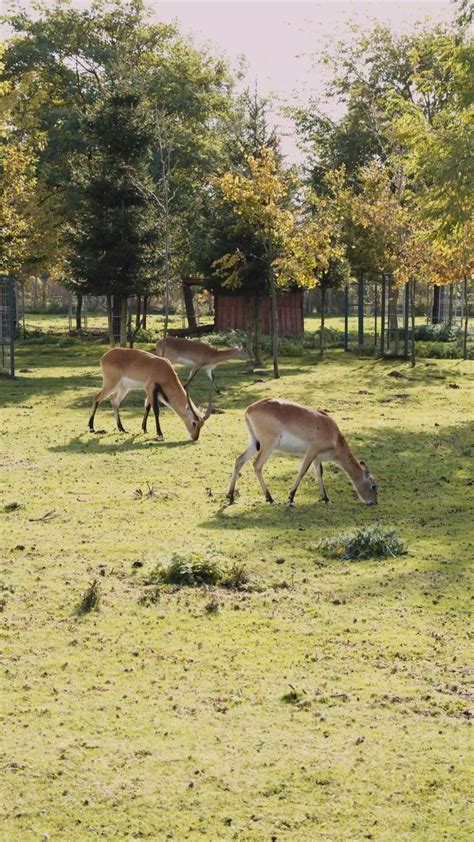 deer eating grass in garden | Animal photography, Funny animals ...