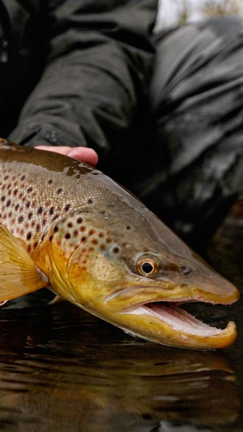 Brown Trout - 1900x3376 Wallpaper - teahub.io