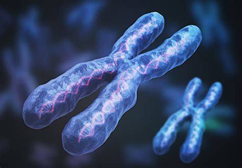 Scientists achieve first complete assembly of human X chromosome ...