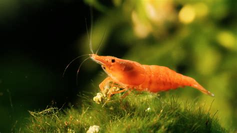 Red Cherry Shrimp 1295979 Stock Video at Vecteezy